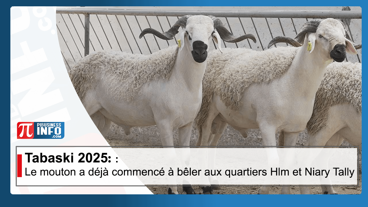 Tabaski 2025 le cri des vendeurs de moutons Pi Business Info